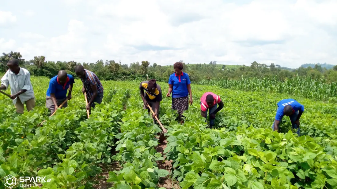 Partner farmers weeding a soybean field