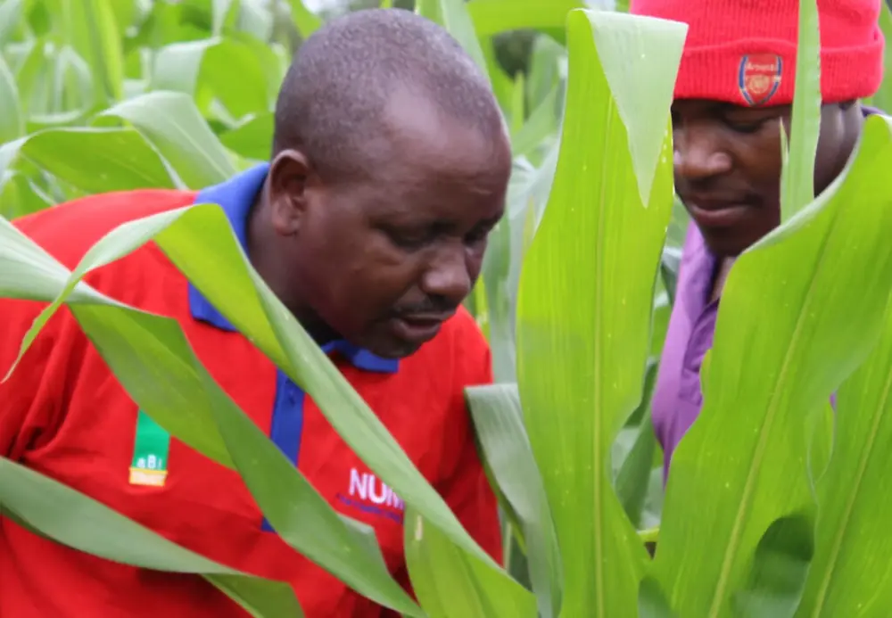 Numa extension officer inspecting a maize crop